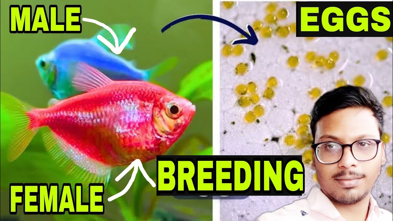 WIDOW TETRA FISH BREEDING A-Z FULL GUIDE IN HINDI | HOW TO BREED WIDOW FISH | BETTA FISH BREEDING