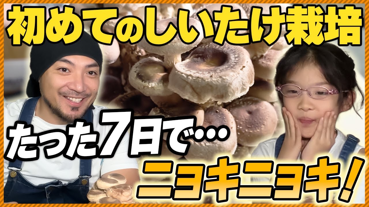 【子供と一緒に】もりのしいたけ農園で初めてのきのこ栽培！パパはきのこ苦手だけど...