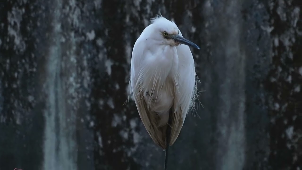 white heron