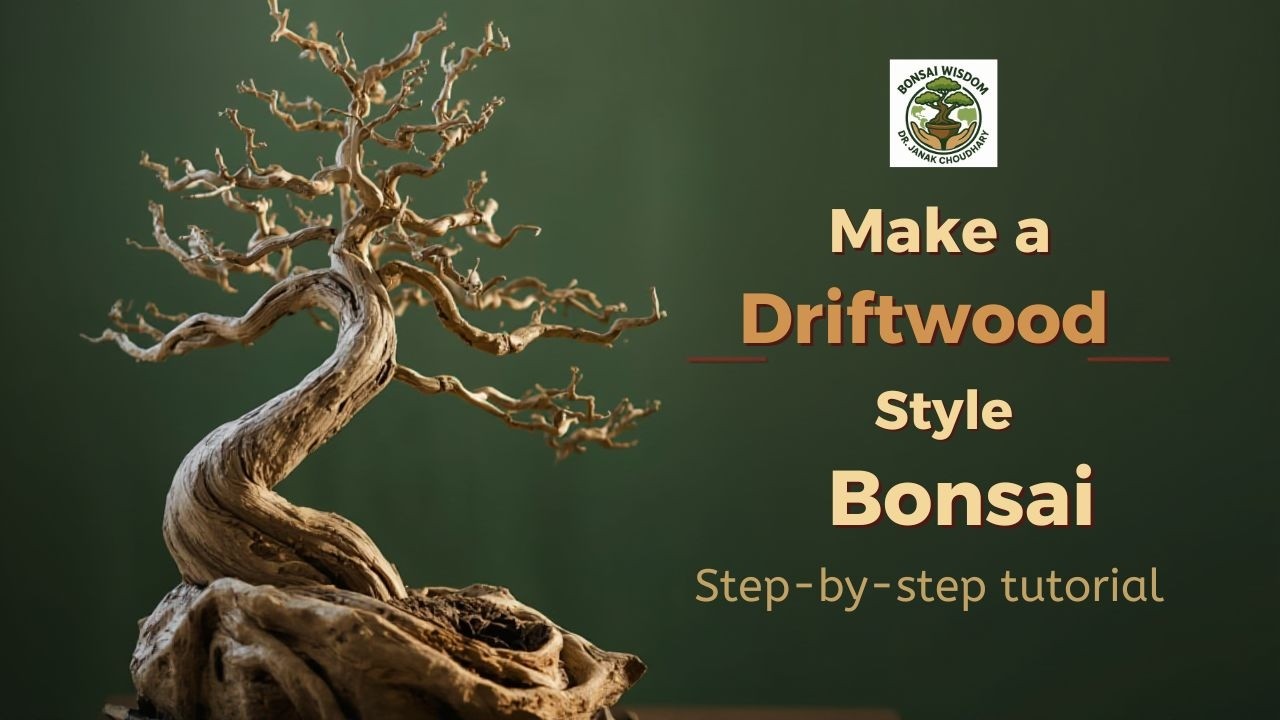 Drift wood style bonsai ( Tanuki style )