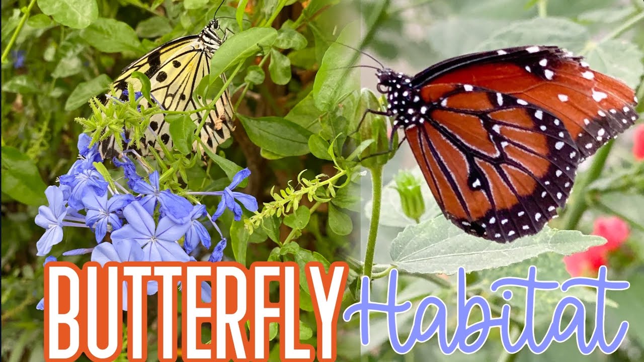 Springs Preserve Las Vegas: Butterfly Habitat