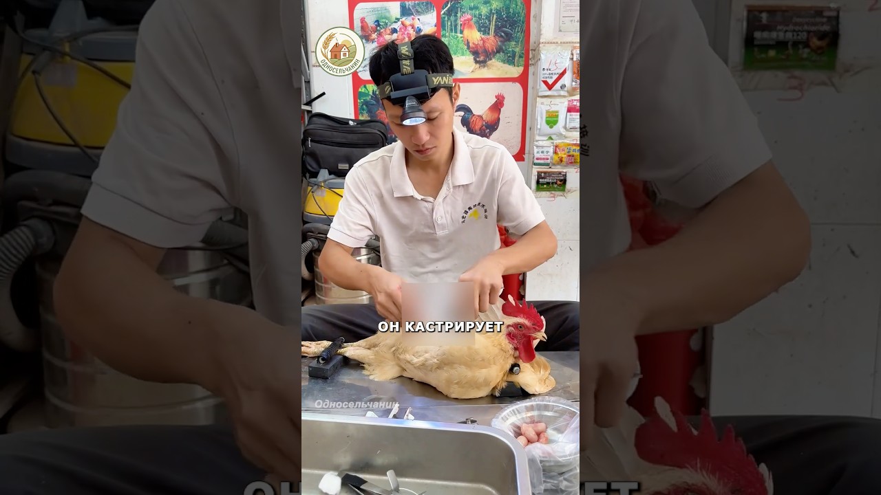 Зачем кастрируют петушков? #новости #китай