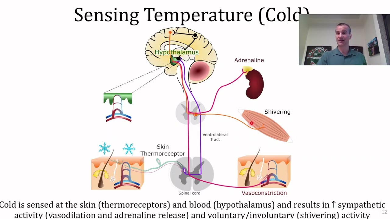 21 Thermoregulation 1d