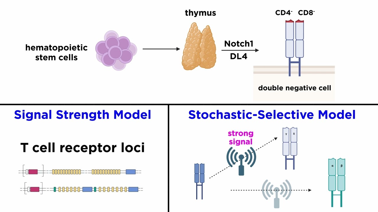 Alpha-Beta (&alpha;&beta;) and Gamma-Delta (&gamma;&delta;) T-Cells