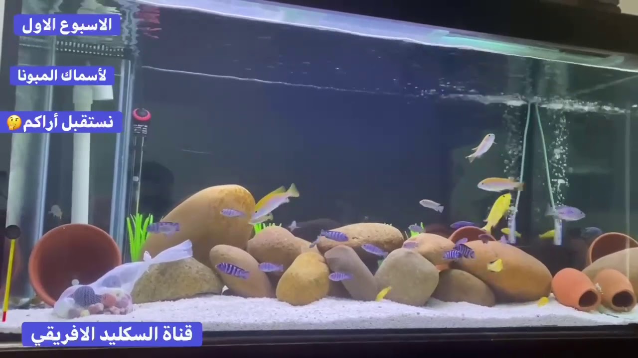 الحوض الجديد مع الأسماك