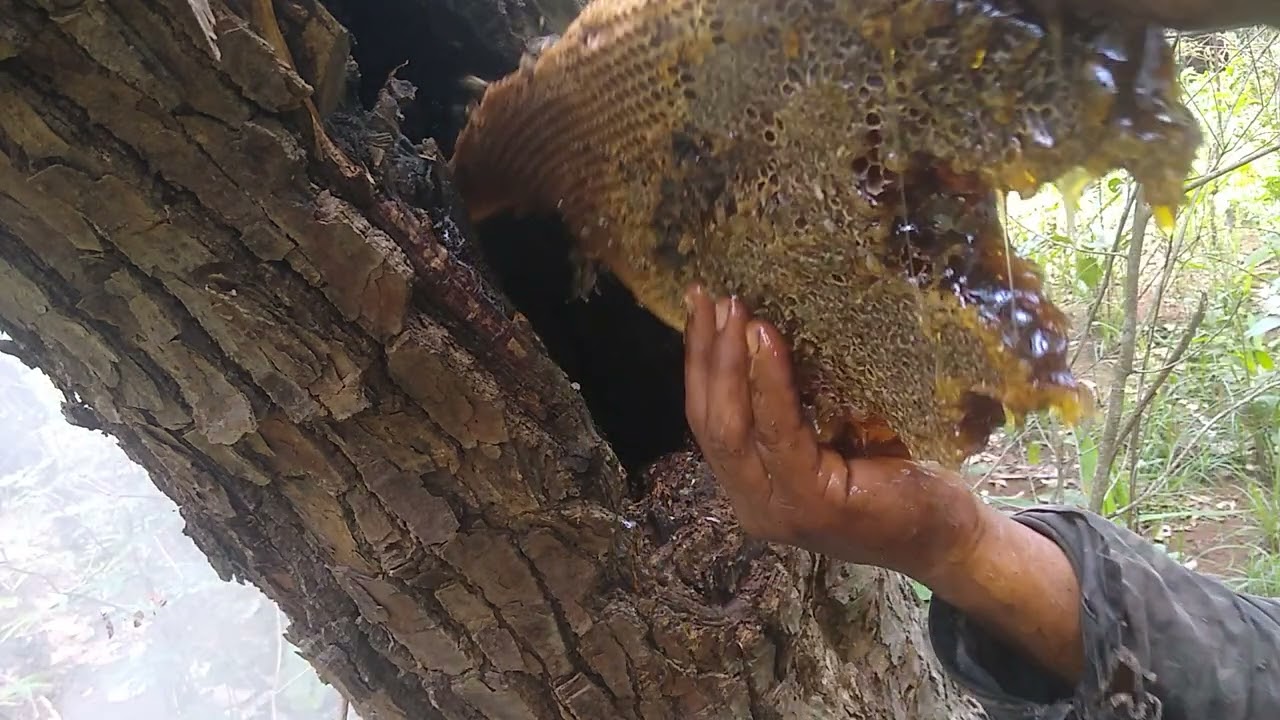tirando abelha com muito mel em tronco de sapucaia