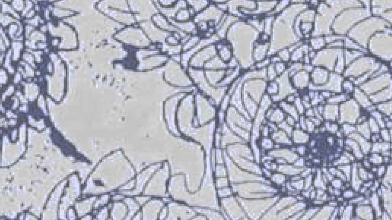 Bob Corn - Language and luggage