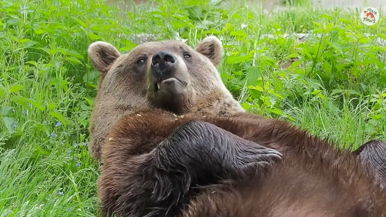 A New Life For Rescued Bears | FOUR PAWS | [SUBS]