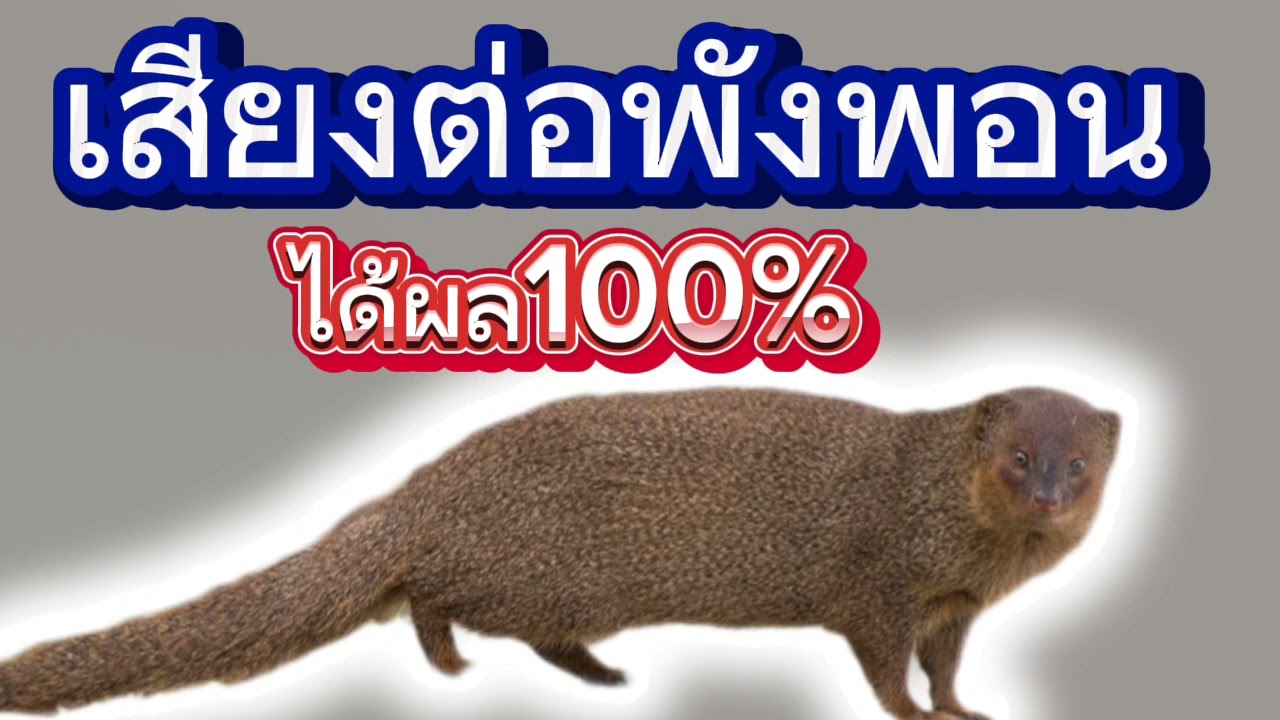 เสียงต่อพังพอน สำหรับต่อพังพอน (ลองแล้ว) ได้ผลจริงชัว100%