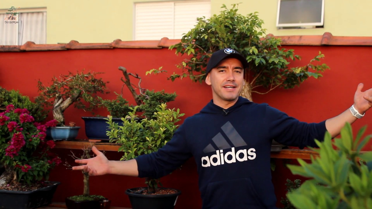 COMO TIRAR CALLIANDRAS DO SOLO   ABC DO BONSAI RESPONDE