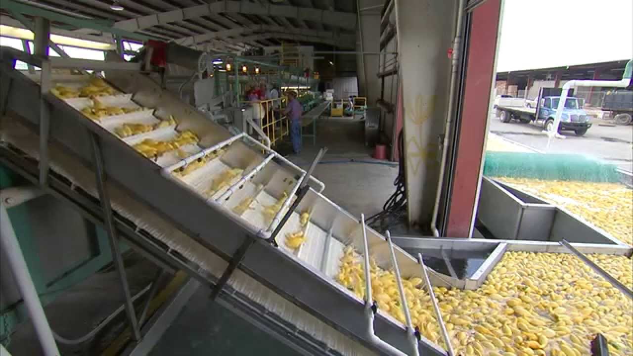 Squash (Yellow) - Packing