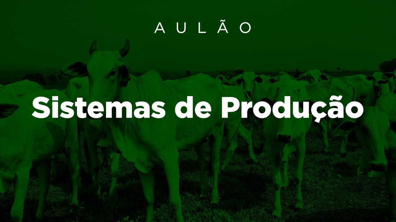 CRIA RECRIA OU ENGORDA: qual é o melhor SISTEMA DE PRODUÇÃO? - Aulão