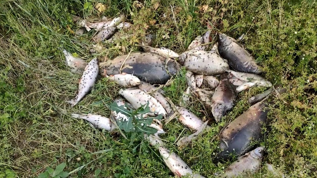 TRAGEDIA NAD STAWEM :( MARTWE RYBY !!! KTOŚ JE OTRUŁ ?