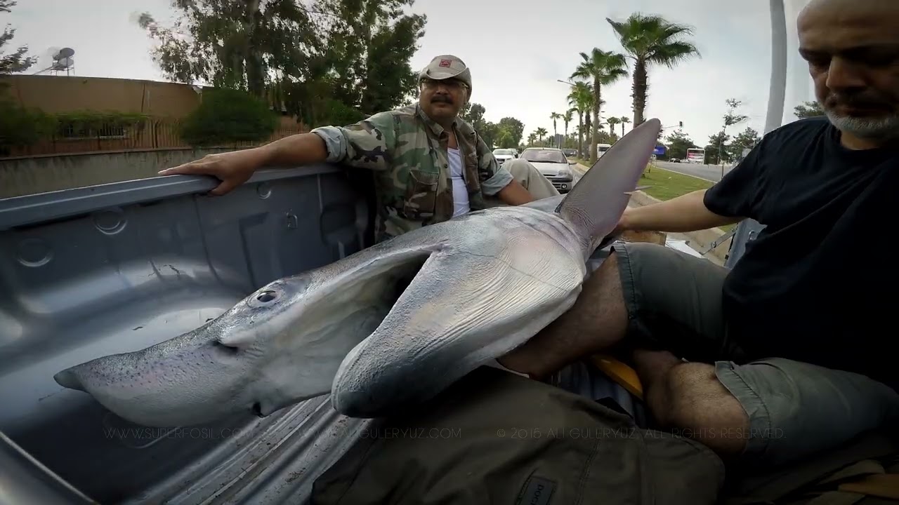 Balık Replikasyonu 🎣 Bu memlekette bu işi de yaptık: 
