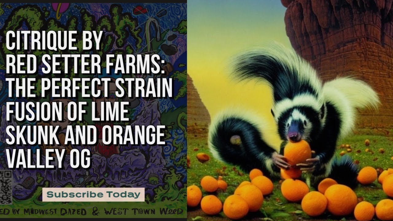 Citrique by Red Setter Farms: The Perfect Strain Fusion of Lime Skunk and Orange Valley OG!