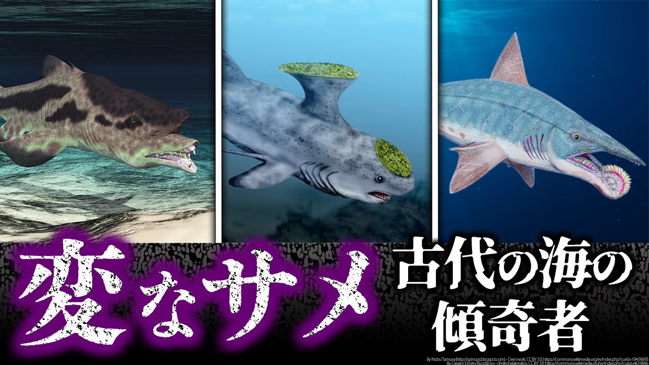 【ゆっくり解説】マジで意味不明！背中と頭におろし金？奇抜すぎる古代のサメ５選