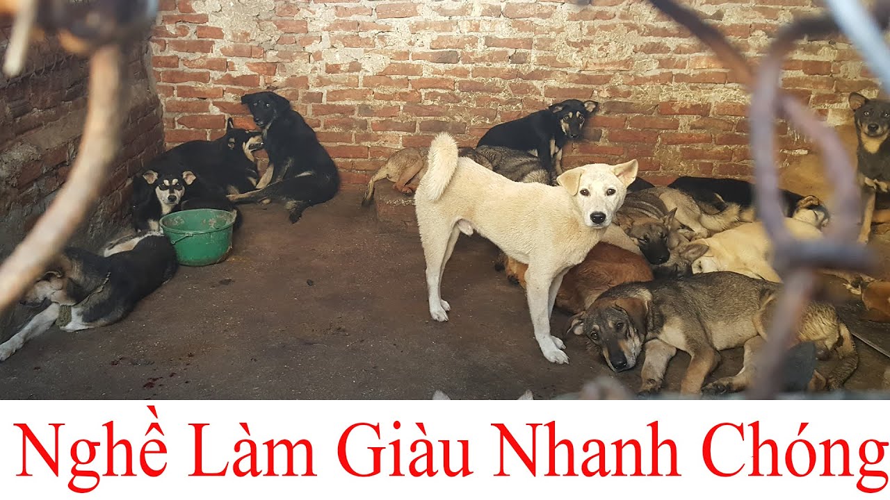 Tính Toán Chi Phí Chăn Nuôi Chó Thịt Cụ Thể Nhất
