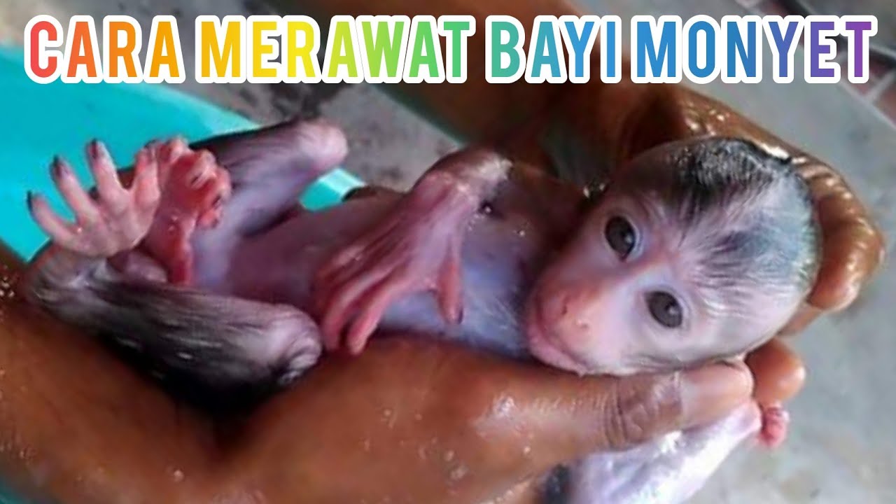 How to care for baby monkeys (Cara merawat bayi monyet)