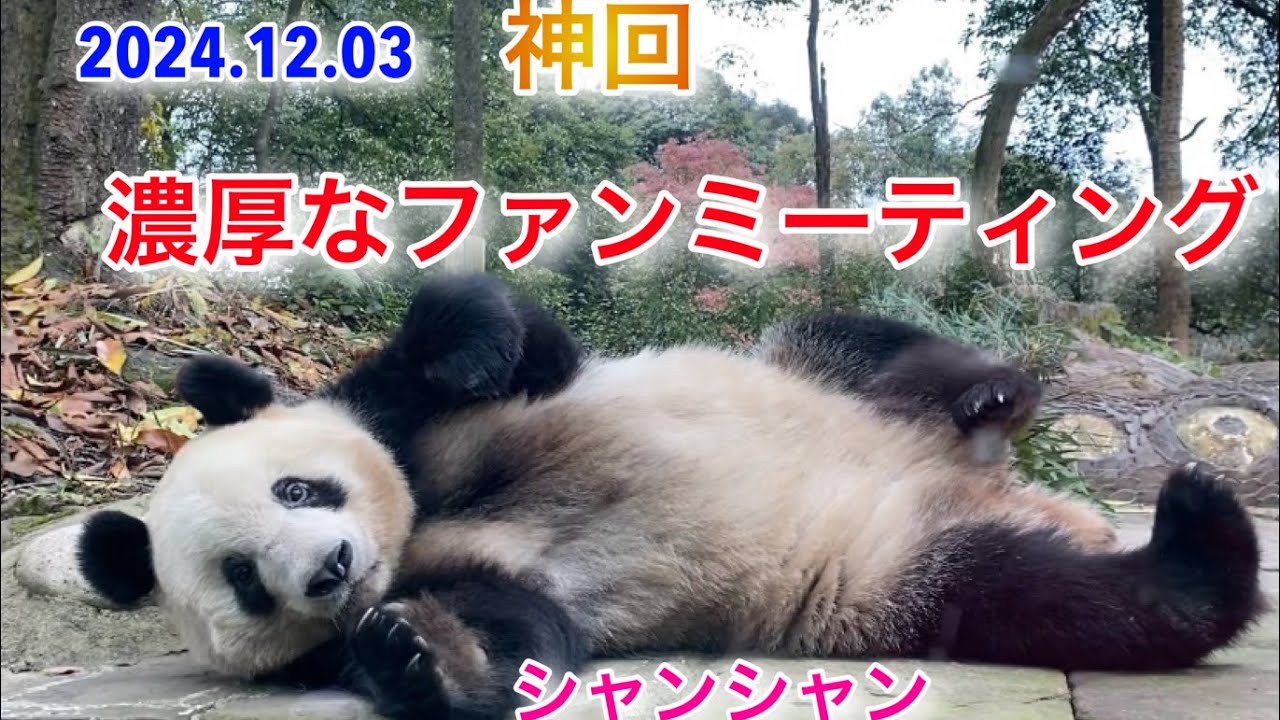 2024.12.03 神回！濃厚なファンミーティング　#シャンシャン #xiangxiang #giantpanda