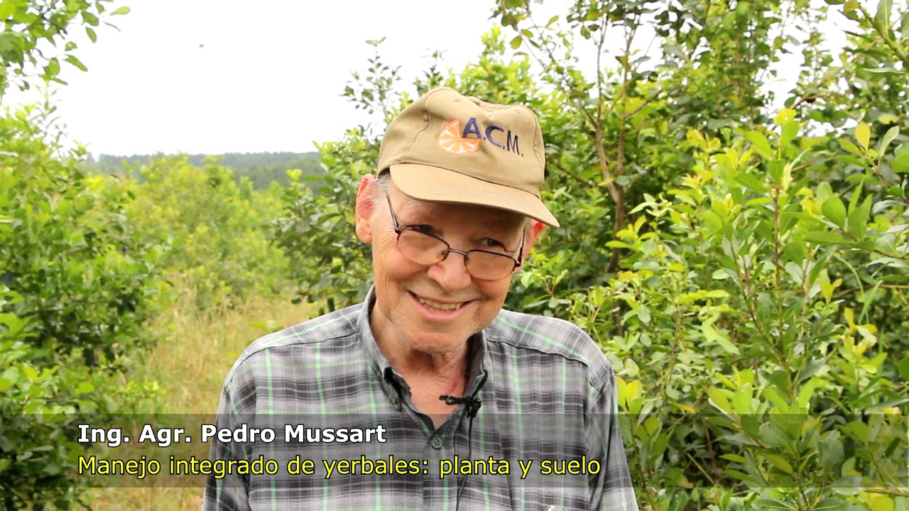 Uso de cubiertas verdes y poda de ramas maduras para mayor rendimiento del yerbal