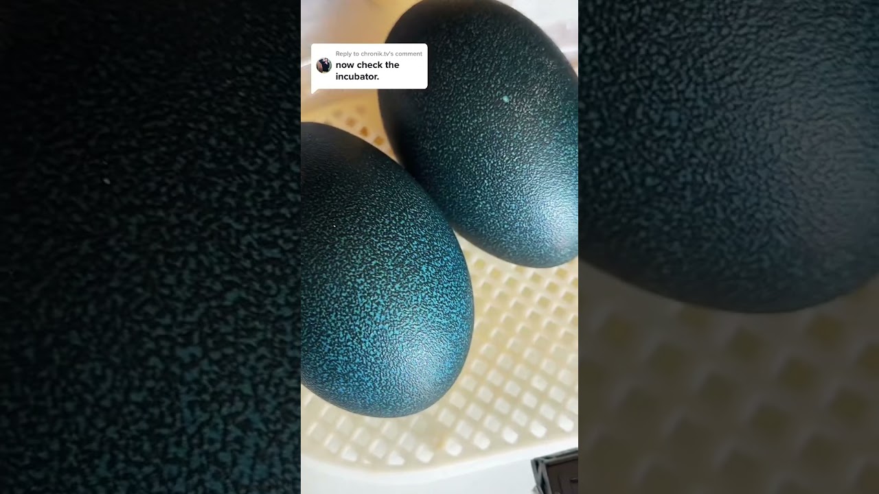 Checking the Emu eggs in the incubator