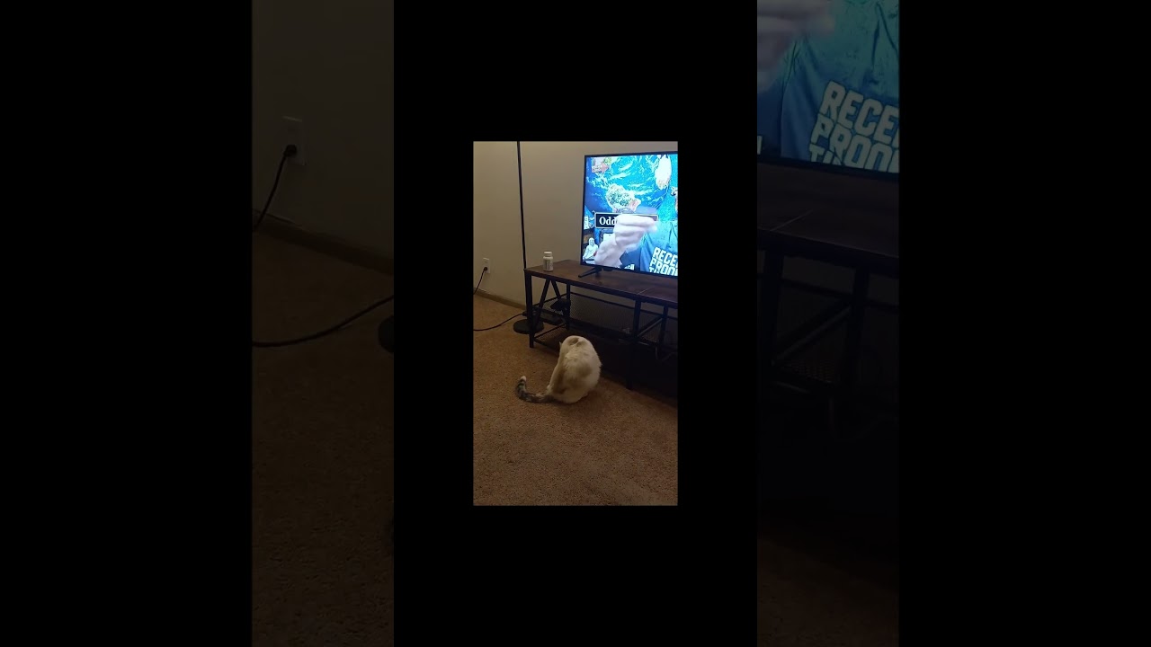 My cat like's WHAT THE HALE$ P2