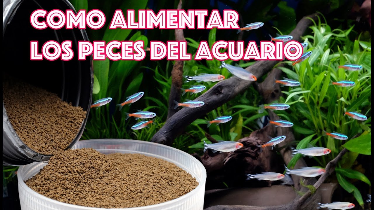 Como alimentar los peces de nuestro acuario