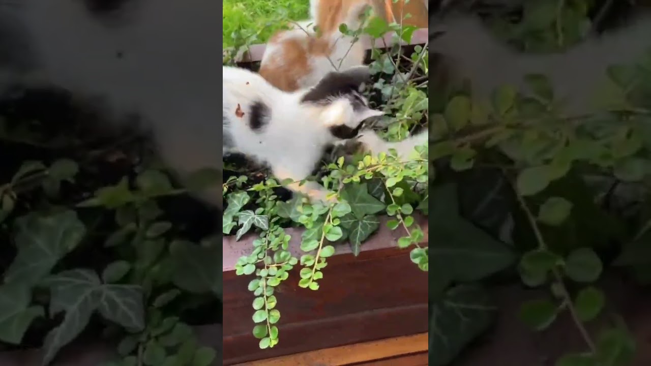 Cute beiral moments Compilation Funny 🥰beiral  videos enjoy 🔥 👉cute video Pete channel subscribe🔥BD