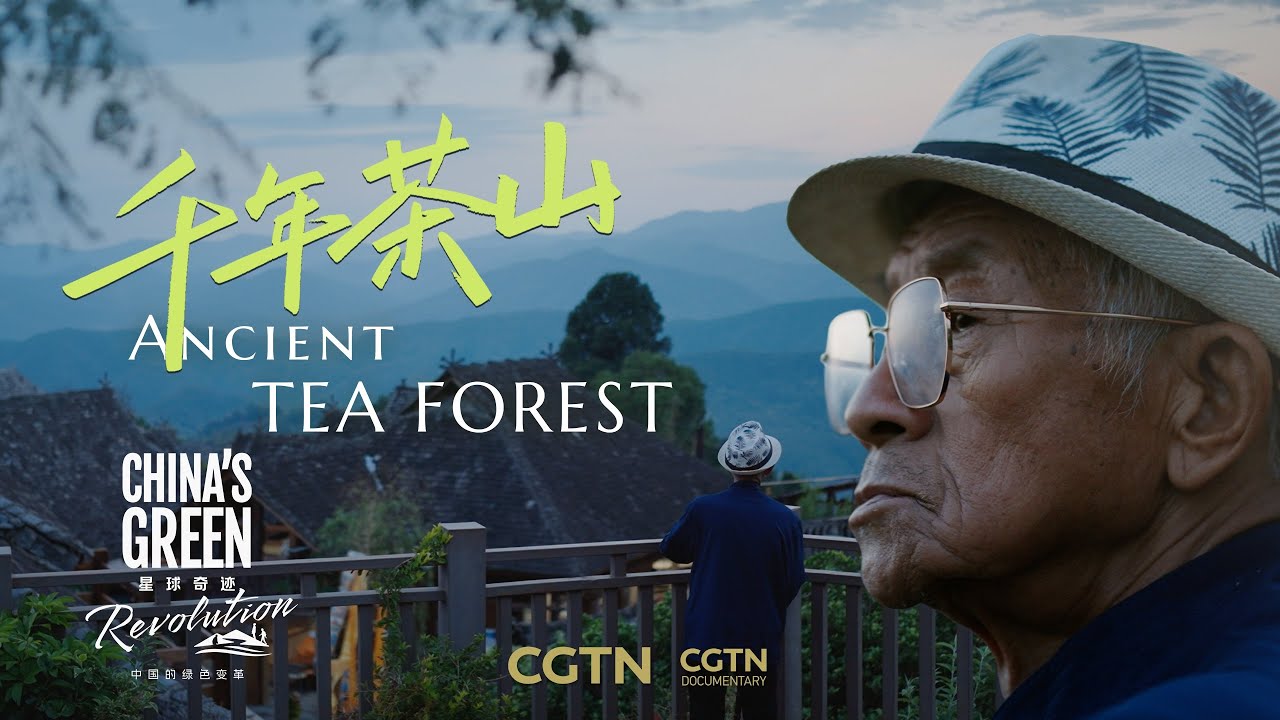 The Last Prince, and the Fight to Save Ancient Tea Forest | CHINA'S GREEN REVOLUTION EP4