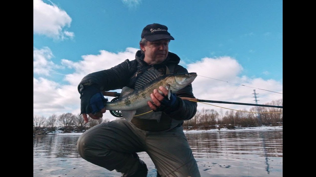 Судак нахлыстом ранней весной