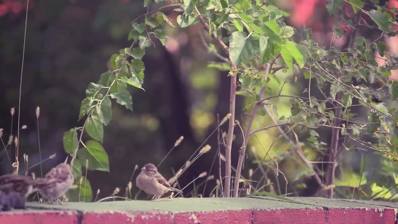 Early Morning Birds Chirping | Nature ASMR for Focus, Study & Meditation