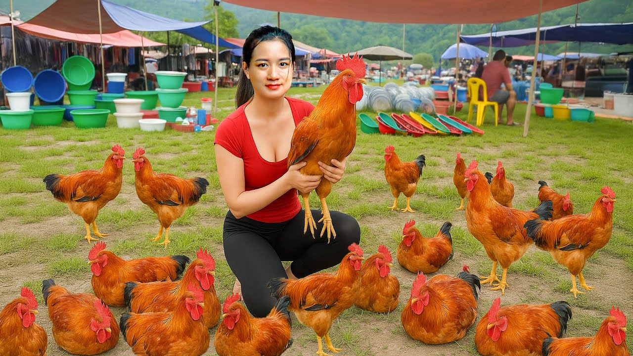 120 Days Harvesting Chicken Goes to Market Sell | Harvest Fruit Garden, Animal Care