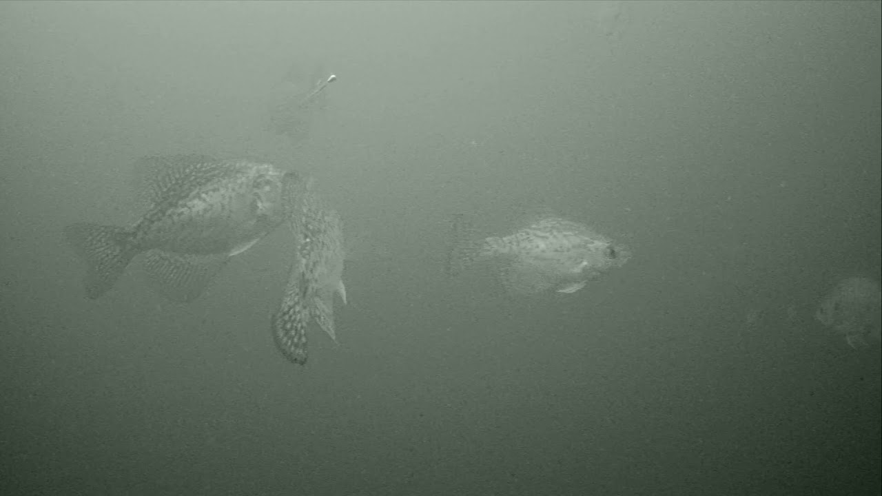 Marcum Quest HD Crappie Minnetonka MN