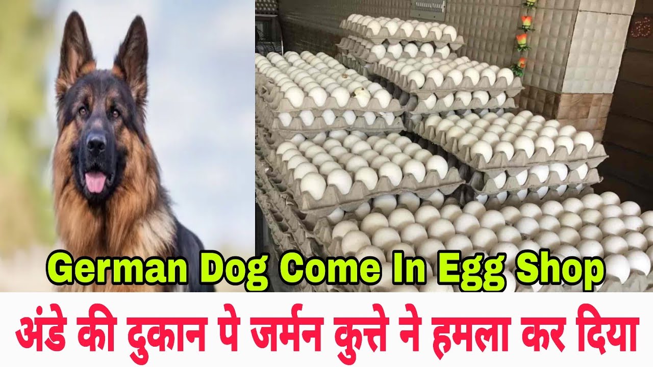 अंडे की दुकान पे जर्मन कुत्ते ने हमला कर दिया | German Dog Come In Egg Shop Vlog Videos