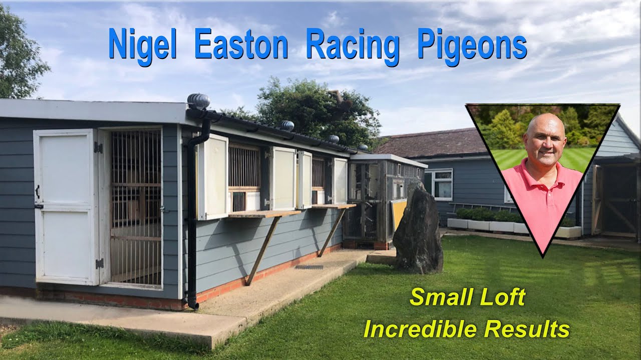 Nigel Easton Racing Pigeons Taiwan Visitor