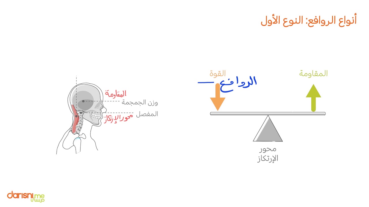 أنظمة الروافع في جسم الإنسان