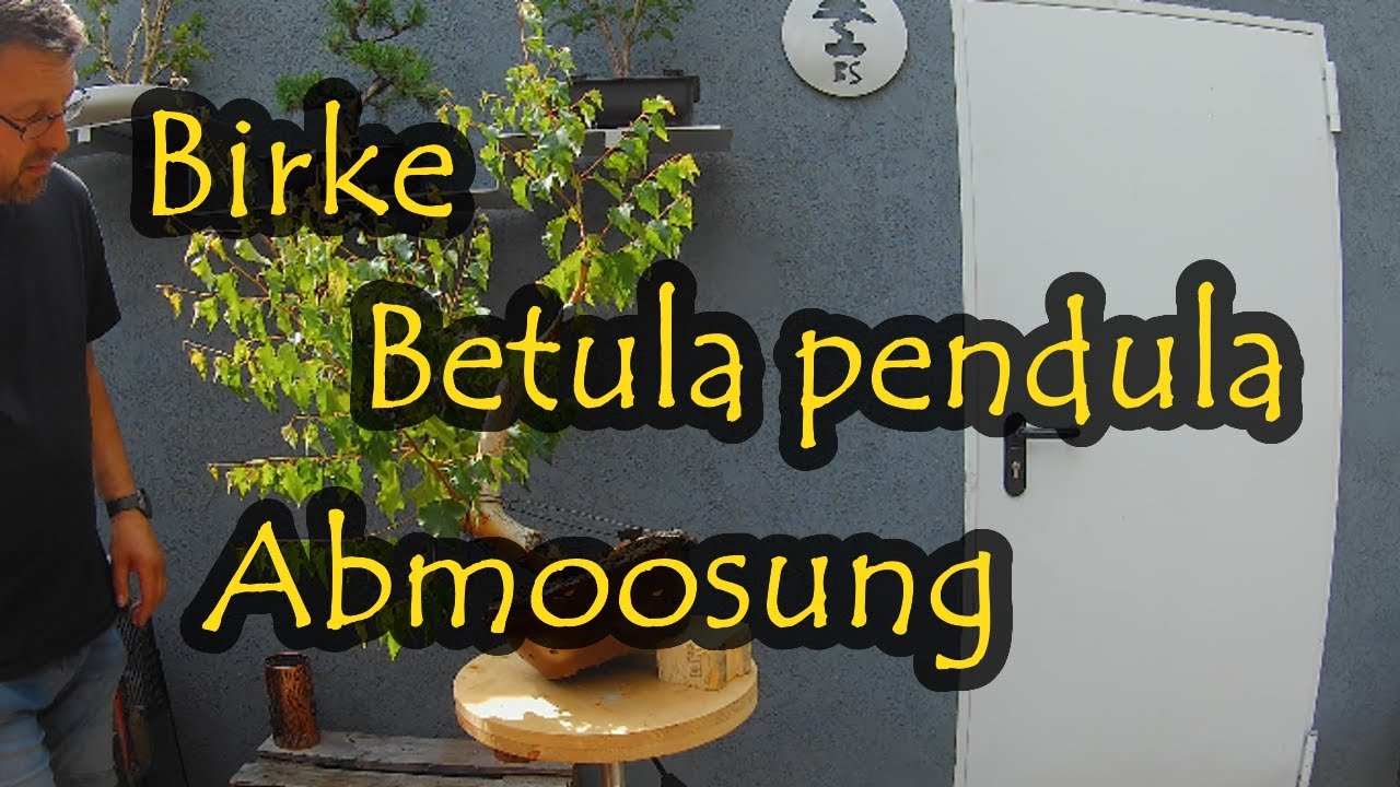 Birke , Betula pendula die Abmoosung