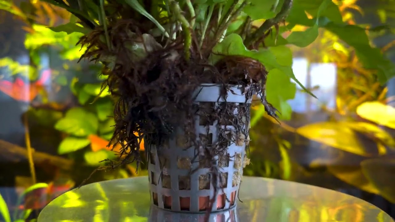 The Microsorum Pteropus Latifolia at Aquafleur International!