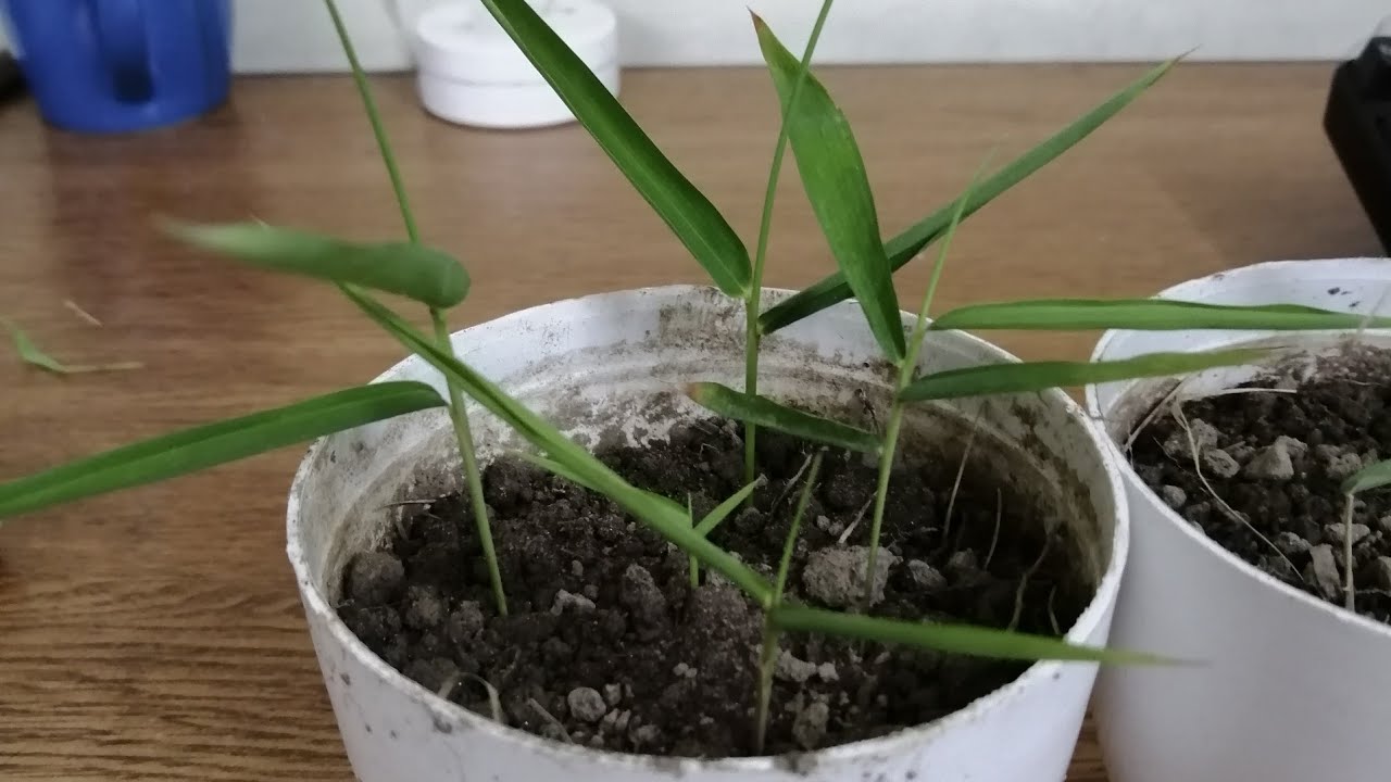 How To Grow Bamboo From Seeds.Easy to Grow at home