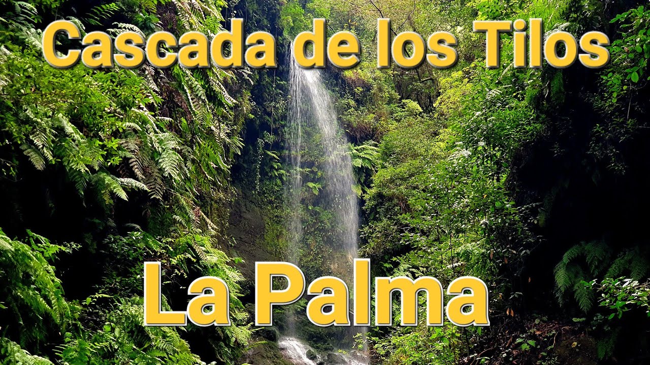 POV: Виртуальная прогулка в лавровом лесу и у водопада Cascada de los Tilos.La Palma Релакс.Канары