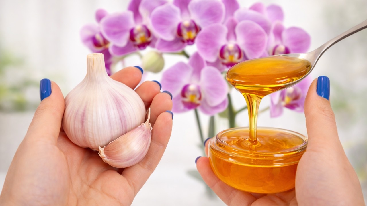 Sekret florystki. Jej orchidee dlatego kwitną dłużej
