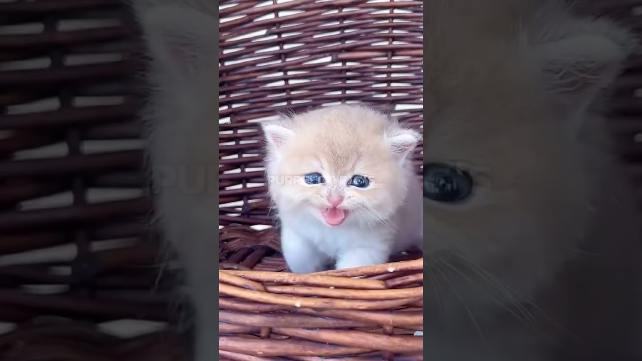 purrfect pic's 