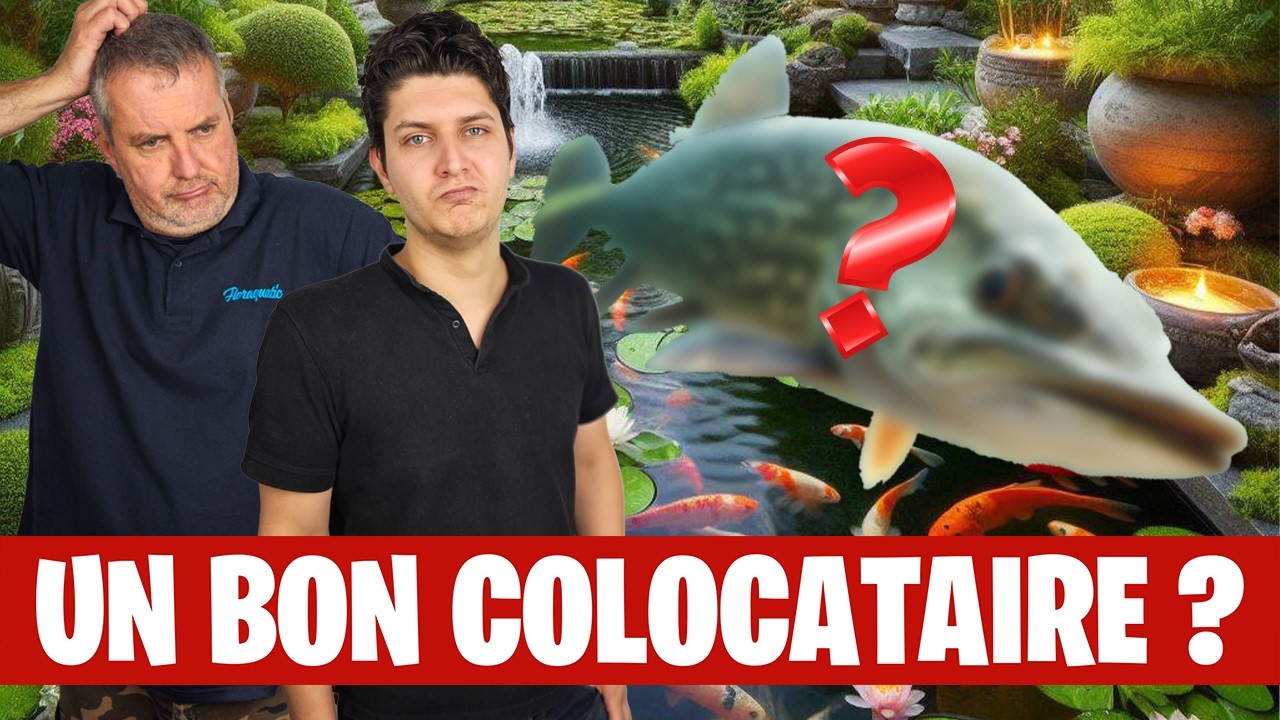 Quels colocataires pour vos poissons rouges ? 🐟🐟 - Floraquatic