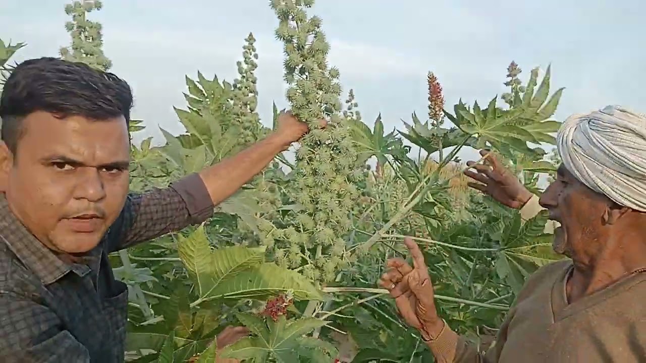 Arose Seeds pvt ltd , Variety - Arose Turbo Plus Mo.9099103726