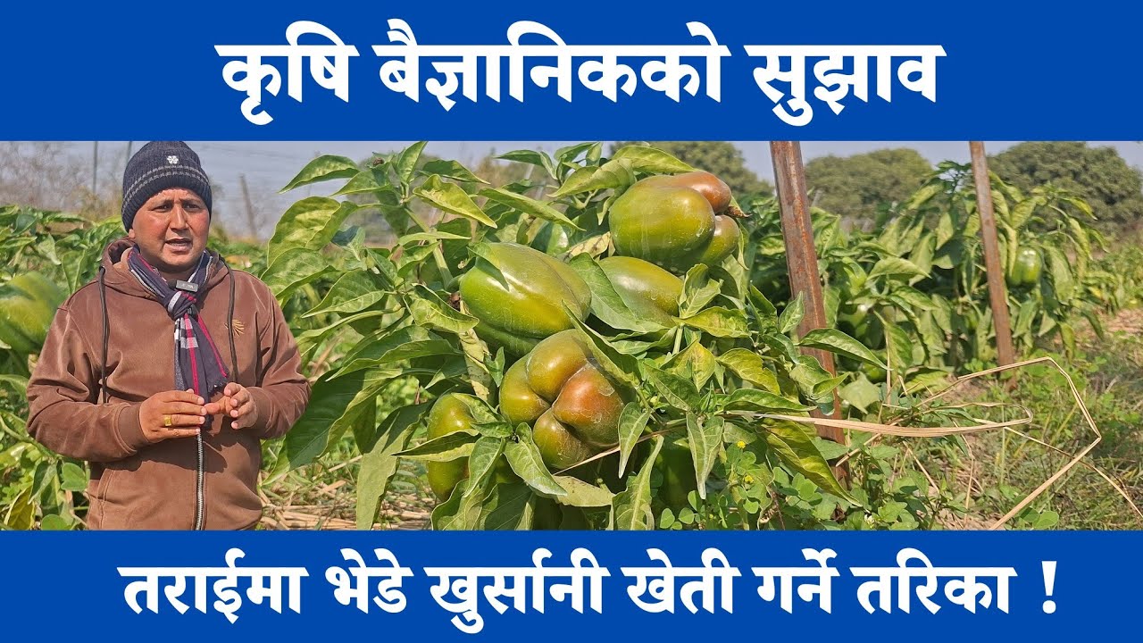 तराईमा भेडे खुर्सानी खेती कसरी गर्ने ? 