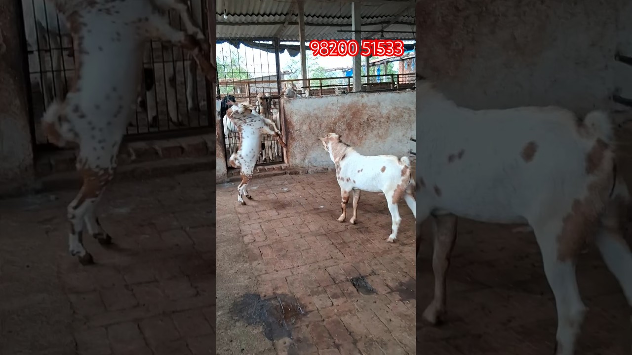 Andul Barbara bakre FOR Sale At Bismillah Goat Farm & Agro Manor Mumbai