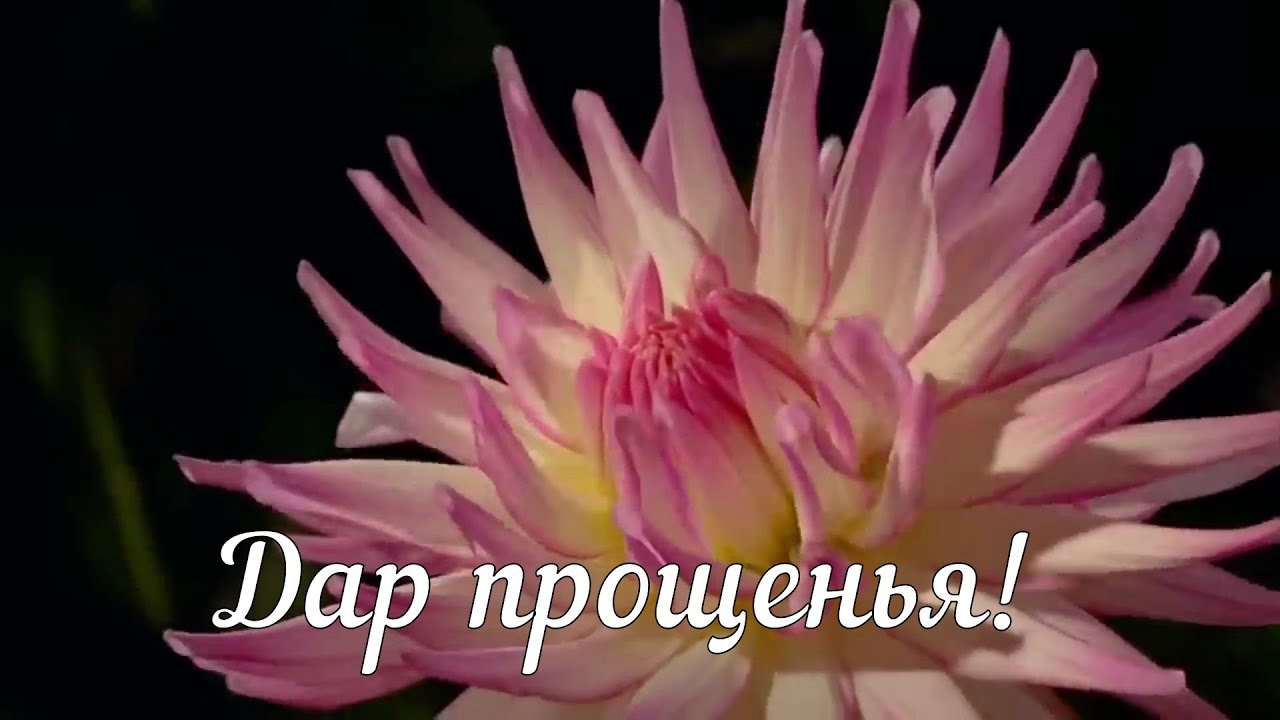 Дар прощенья#христианскиепесни