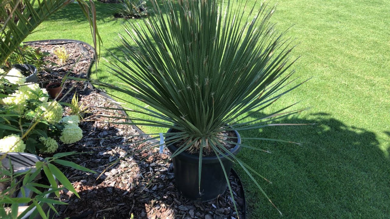 Nowe rośliny w kolekcji! Duży oleander, dasylirion serratifolium i lima finger-(Citrus australasica)