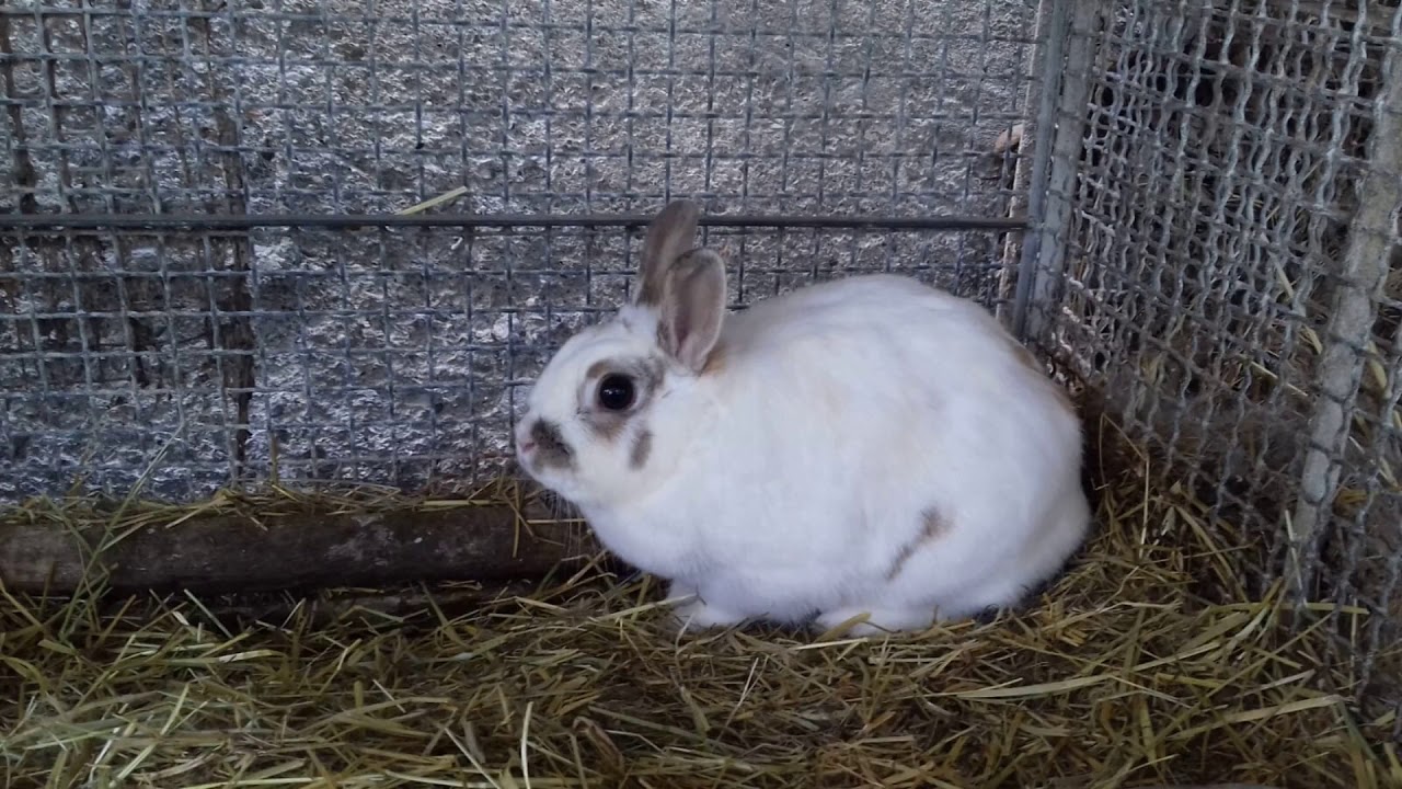 Video Alunni - Luca Geretto 3^A galline conigli in azienda