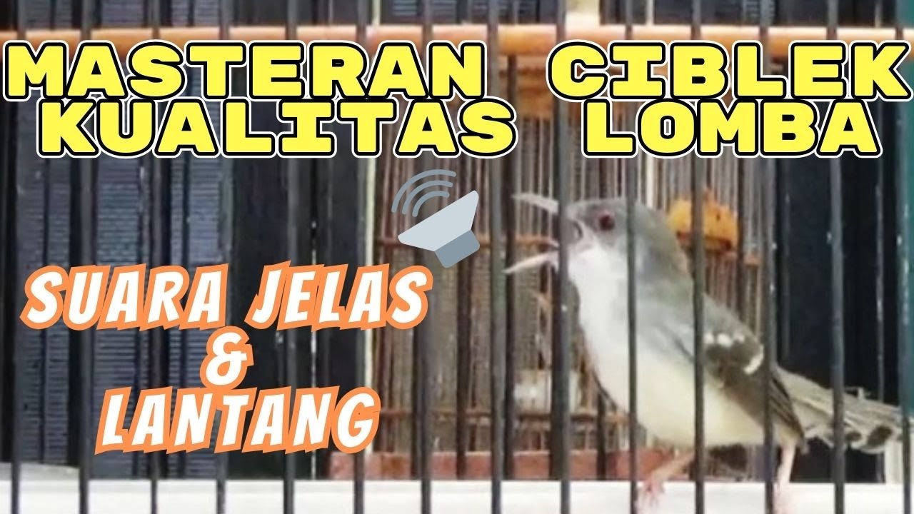 CIBLEK SEMI GACOR ❗ MASTERAN & PANCINGAN BUNYI